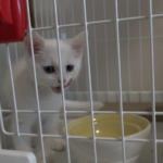 98日目、99日目（シャルルの妹分）